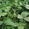 soybean p.e.